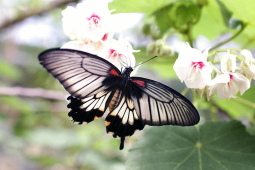 Nabi-Beauty – Unfold Your True Beauty